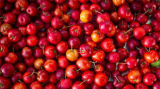 Camu Camu ingredient photo