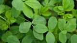 Alfalfa Leaf ingredient photo