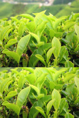 Green Tea EGCG ingredient photo