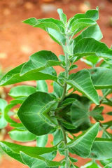 Momordica Charantia ingredient photo